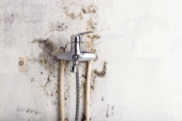 Best White Mold Remediation in Walton Hills, OH