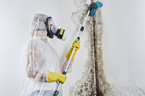 Best Basement Mold Remediation in Walton Hills, OH